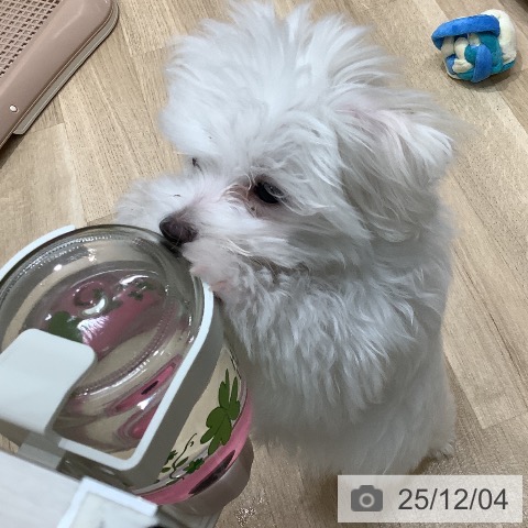 大阪府のマルチーズ (ペットプラス 鶴見店/2025年9月5日生まれ/男の子/ホワイト)の子犬の3枚目の画像