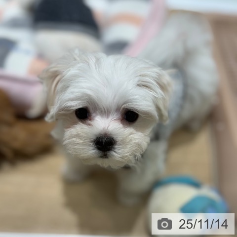 マルチーズの写真