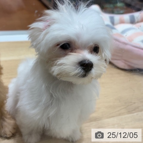 大阪府のマルチーズ (ペットプラス 四條畷店/2025年9月5日生まれ/女の子/ホワイト)の子犬の4枚目の画像