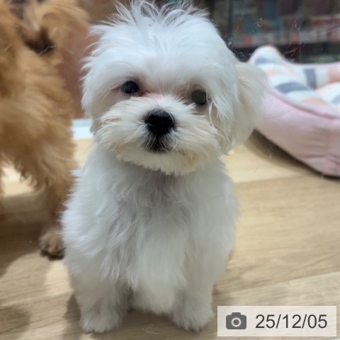 大阪府のマルチーズ (ペットプラス 四條畷店/2025年9月5日生まれ/女の子/ホワイト)の子犬の3枚目の画像