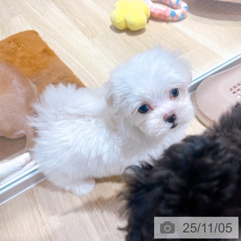 マルチーズの写真