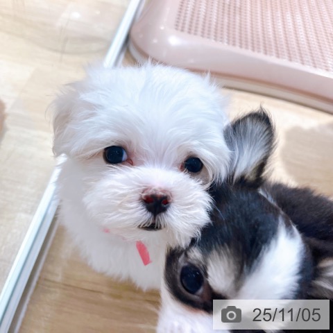 マルチーズの写真