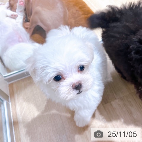 マルチーズの写真