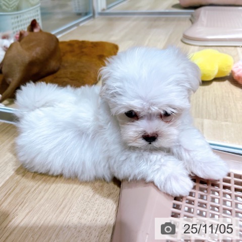 マルチーズの写真