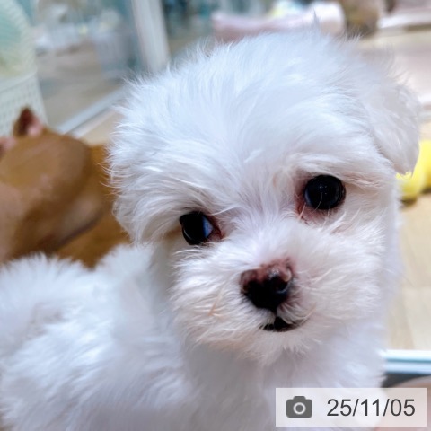 マルチーズの写真