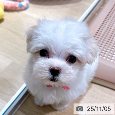 マルチーズの写真