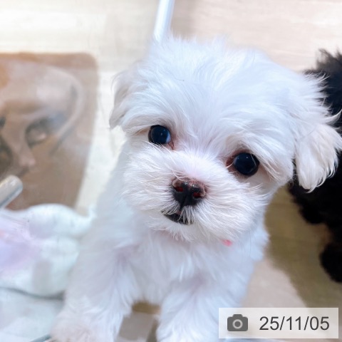 マルチーズの写真