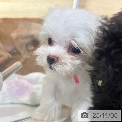 マルチーズの写真