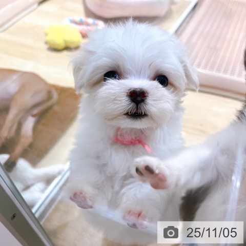 マルチーズの写真