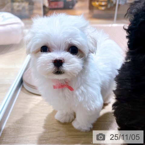 マルチーズの写真