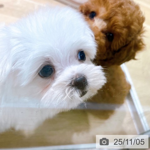 マルチーズの写真