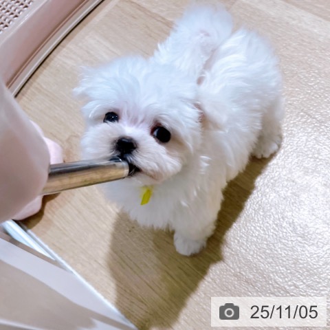 マルチーズの写真