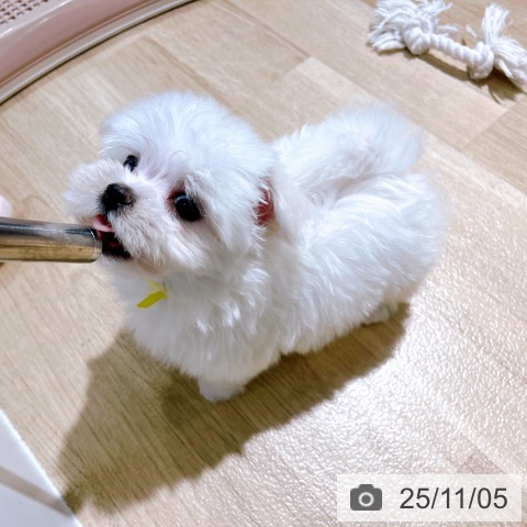 マルチーズの写真