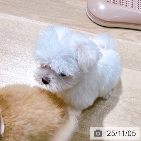 マルチーズの写真