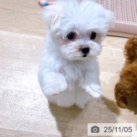 マルチーズの写真