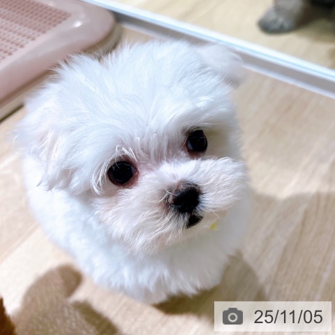 マルチーズの写真