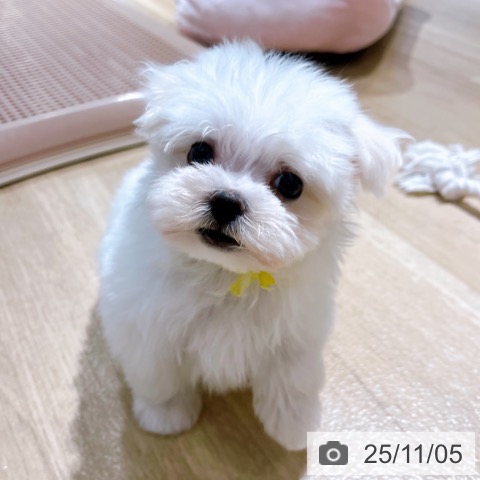 マルチーズの写真