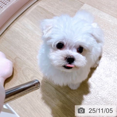 マルチーズの写真