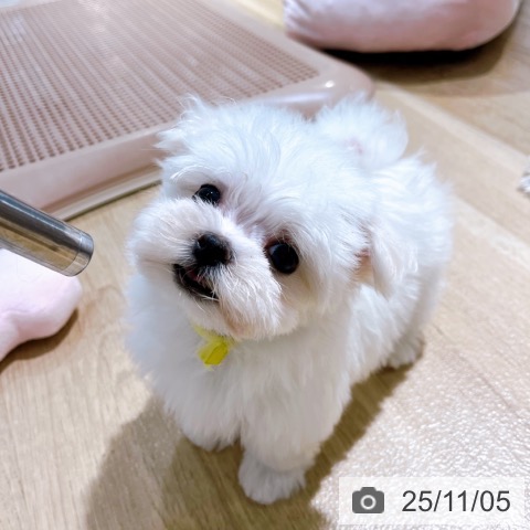 マルチーズの写真