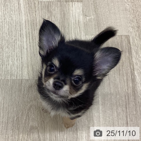 チワワの写真