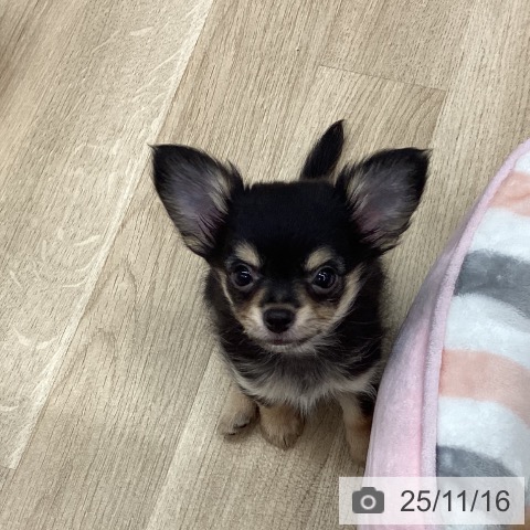 新潟県のチワワ(ロング) (ペットプラス 新潟南店/2025年9月3日生まれ/男の子/ブラックタン)の子犬の4枚目の画像