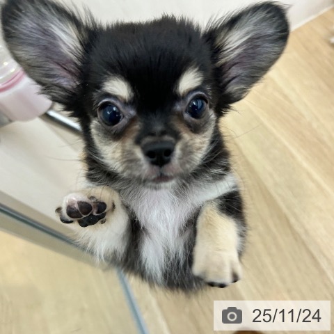 大阪府のチワワ(ロング) (ペットプラス 松原店/2025年9月3日生まれ/男の子/ブラックタンホワイト)の子犬の4枚目の画像