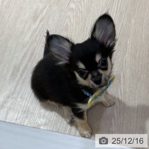 大阪府のチワワ(ロング) (ペットプラス 堺鉄砲町店/2025年9月3日生まれ/男の子/ブラックタンホワイト)の子犬の4枚目の画像