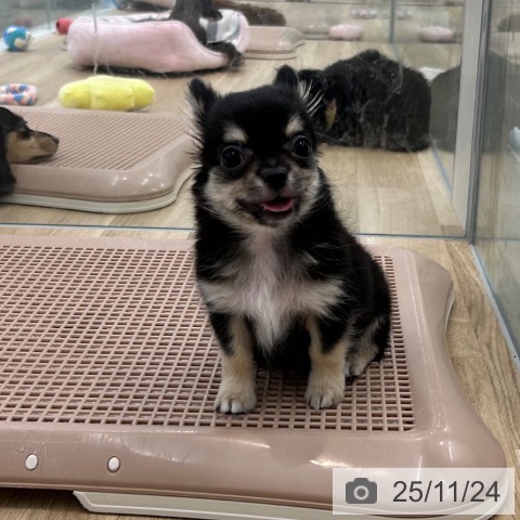 大阪府のチワワ(ロング) (ペットプラス 松原店/2025年9月3日生まれ/男の子/ブラックタンホワイト)の子犬の3枚目の画像