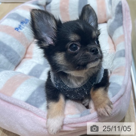 チワワの写真