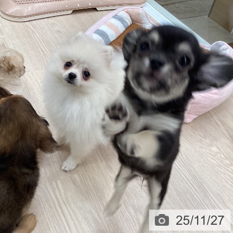 大阪府のチワワ(ロング) (ペットプラス 堺北花田店/2025年9月3日生まれ/女の子/ブラックタンホワイト)の子犬の4枚目の画像