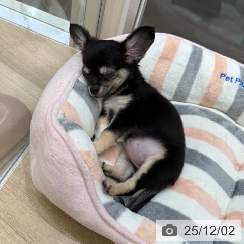 大阪府のチワワ(ロング) (ペットプラス 堺北花田店/2025年9月3日生まれ/女の子/ブラックタンホワイト)の子犬の3枚目の画像