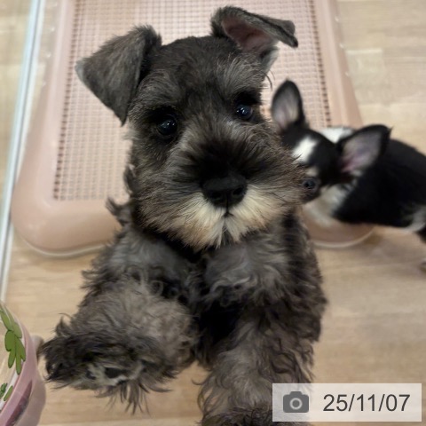 ミニチュア・シュナウザーの写真