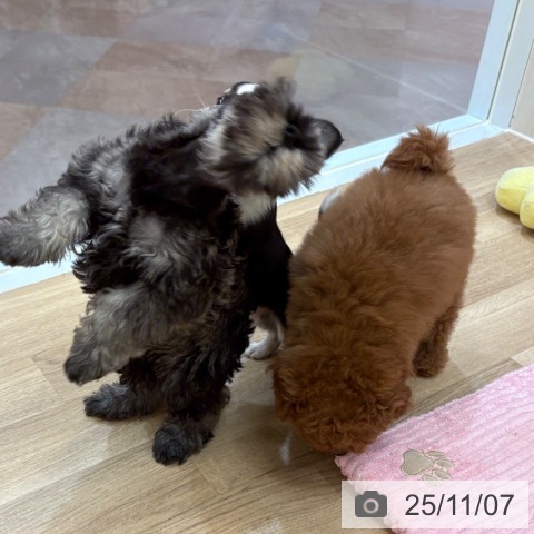 ミニチュア・シュナウザーの写真