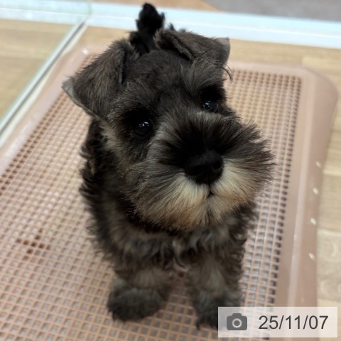 ミニチュア・シュナウザーの写真