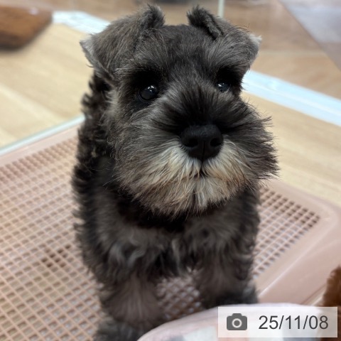 ミニチュア・シュナウザーの写真