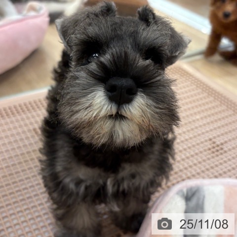 ミニチュア・シュナウザーの写真