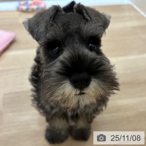 ミニチュア・シュナウザーの写真