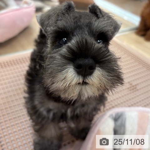 ミニチュア・シュナウザーの写真