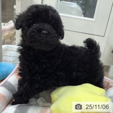 トイ・プードルの写真