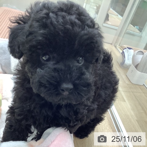 トイ・プードルの写真