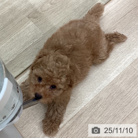 トイ・プードルの写真