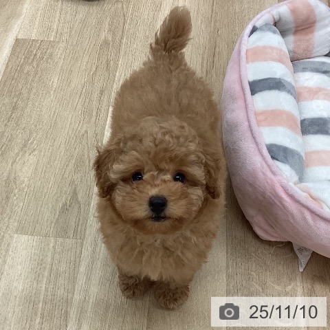 トイ・プードルの写真