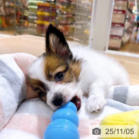 パピヨンの写真