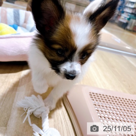 パピヨンの写真