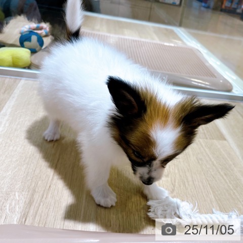 パピヨンの写真