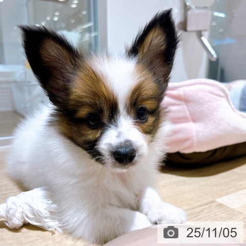 パピヨンの写真