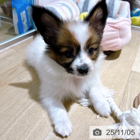 パピヨンの写真