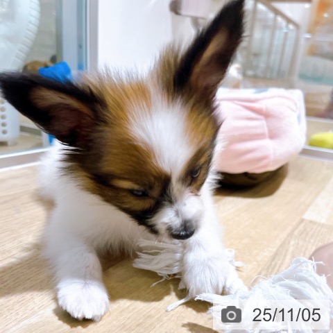 パピヨンの写真