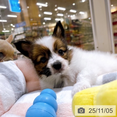 パピヨンの写真