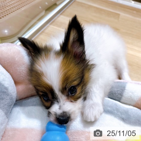 パピヨンの写真